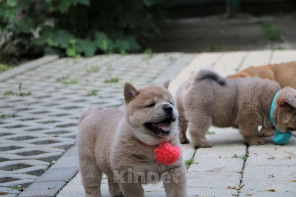 Собаки в Москве: Девочка Девочка, 40 000 руб. - фото 2