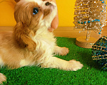 Собаки в Твери: Девочки Кавалер Кинг Чарльз Спаниели  Девочка, 50 000 руб. - фото 1