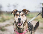 Собаки в Бронницах: Нежнющий Купер Мальчик, Бесплатно - фото 17