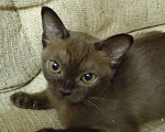 Кошки в Москве: Бурманские котята Мальчик, 30 000 руб. - фото 3