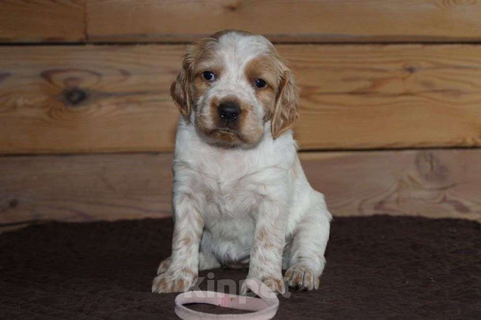 Собаки в Иркутске: Щенки французской легавой  Девочка, 50 руб. - фото 4