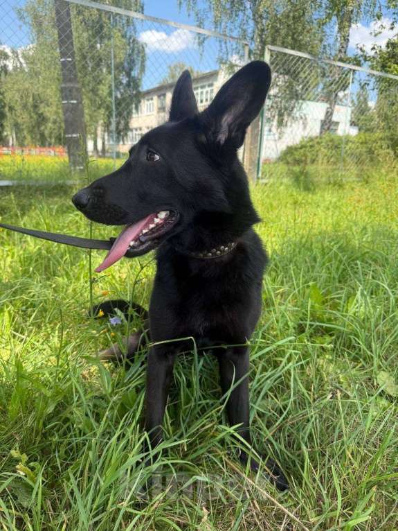 Собаки в Коломне: Метис австрийской овчарки  Девочка, Бесплатно - фото 3