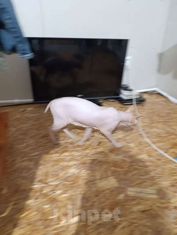 Кошки в Самаре: Отдам канадского сфинкса в добрые руки Мальчик, Бесплатно - фото 3