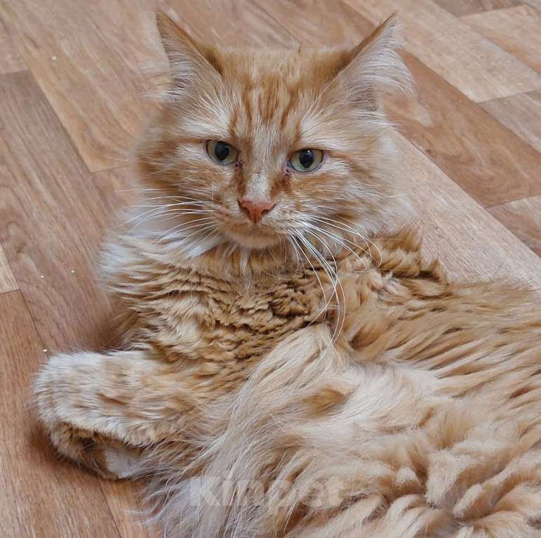 Кошки в Москве: Пушистый рыжий котик Бублик ищет дом! Мальчик, Бесплатно - фото 3
