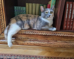 Кошки в Москве: Трехцветная красавица Муна ищет дом Девочка, Бесплатно - фото 3