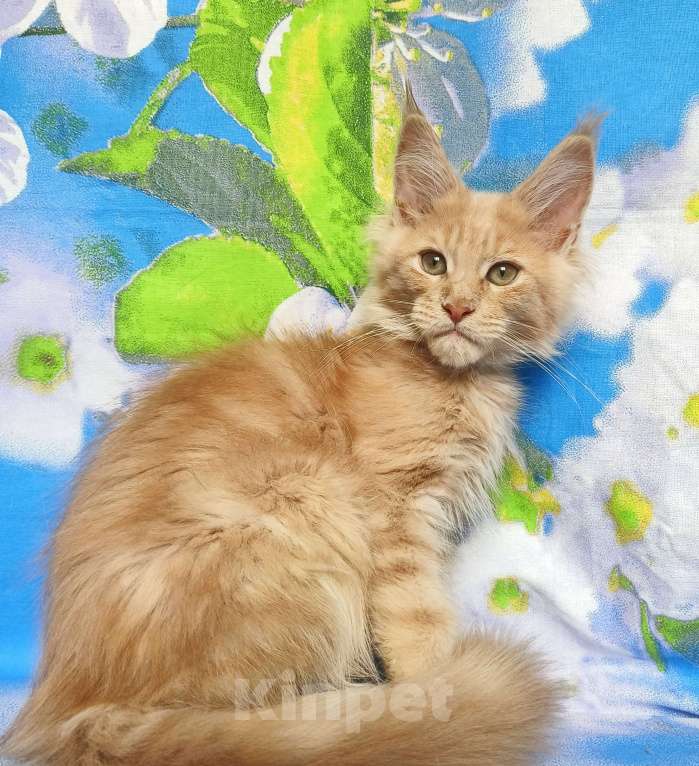 Кошки в Москве: Мейн-Кун Мальчик Мальчик, 65 000 руб. - фото 5