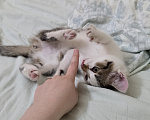 Кошки в других городах Иркутской области: Милый одинокий котёнок Девочка, Бесплатно - фото 5