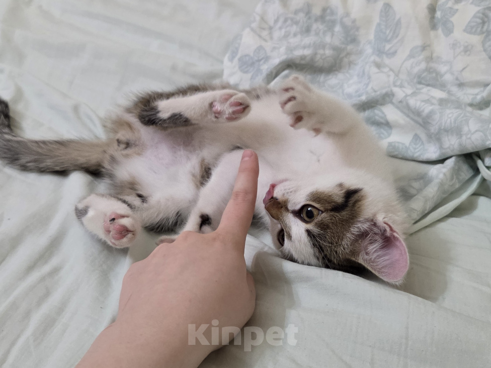Кошки в других городах Иркутской области: Милый одинокий котёнок Девочка, Бесплатно - фото 5
