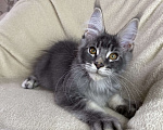 Кошки в Дмитрове: Голубой тикированный мальчик мейн кун Xanti Мальчик, 30 000 руб. - фото 5