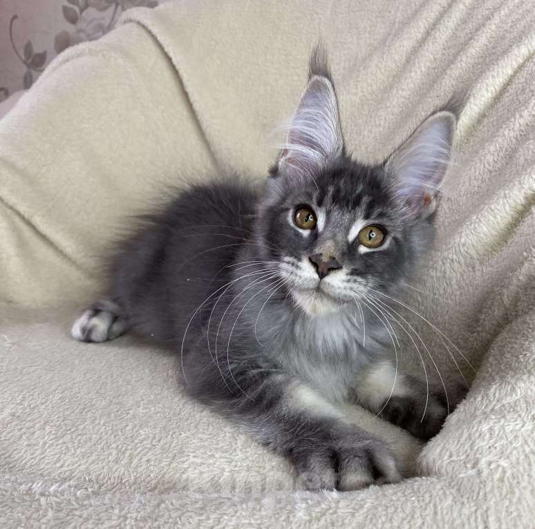 Кошки в Дмитрове: Голубой тикированный мальчик мейн кун Xanti Мальчик, 30 000 руб. - фото 5