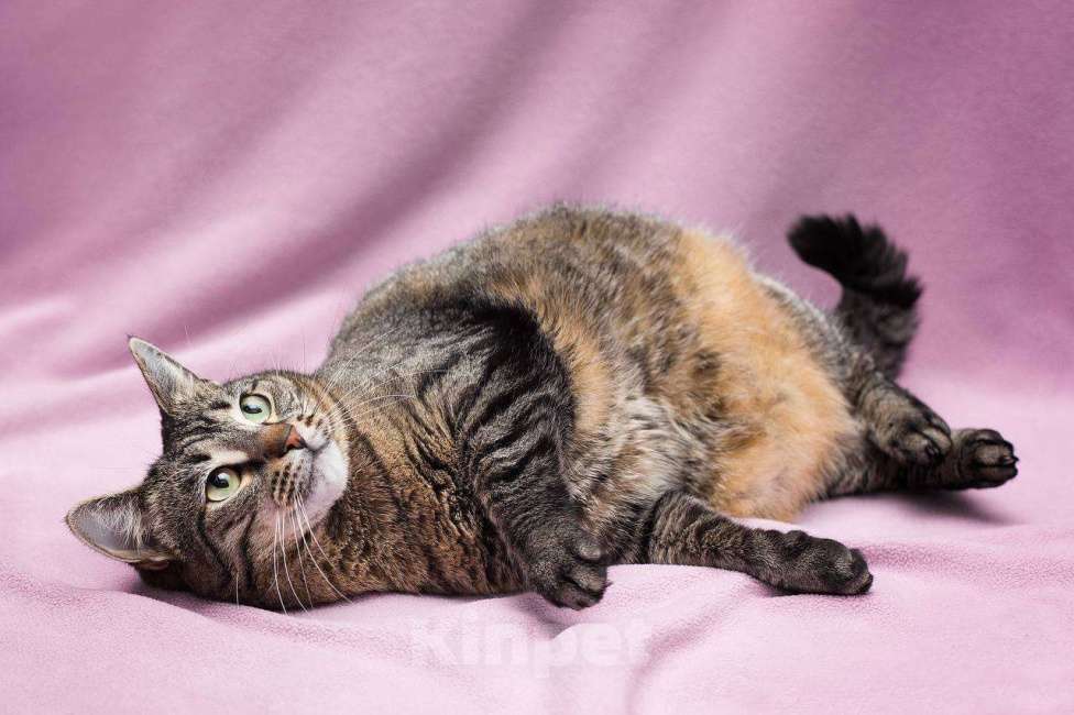 Кошки в Москве: Идеальная со всех сторон Девочка, Бесплатно - фото 2