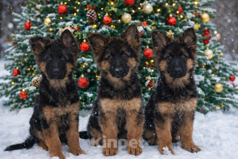 Собаки в Санкт-Петербурге: Щенки немецкой овчарки длинношерстной Девочка, 50 000 руб. - фото 2