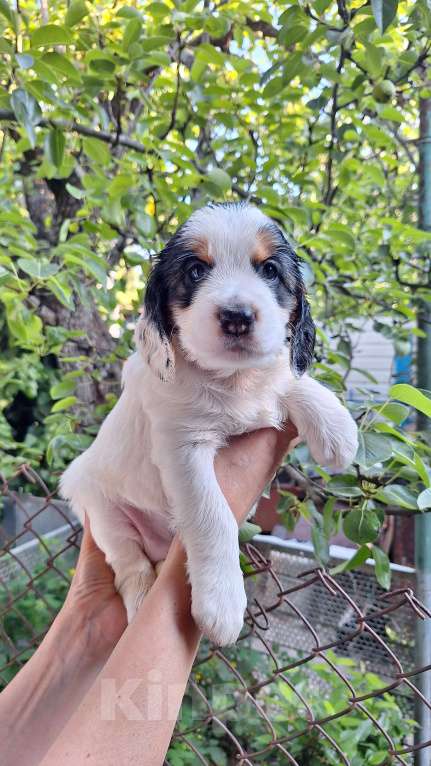 Собаки в Симферополе: Продажа.Русский охотничий спаниель Девочка, Бесплатно - фото 4