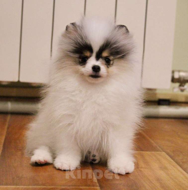 Собаки в Люберцах: Супер девочка шпица Девочка, 80 000 руб. - фото 7