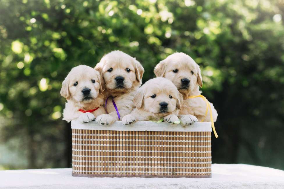 Собаки в Воронеже: Золотистый ретривер Воронеж  Мальчик, 60 000 руб. - фото 2