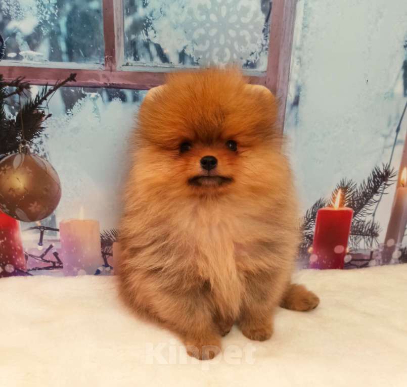 Собаки в Омске: Померанский шпиц Мальчик, Бесплатно - фото 1