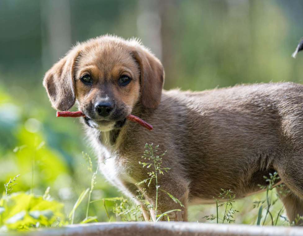 Собаки в Москве: Дина Девочка, Бесплатно - фото 2