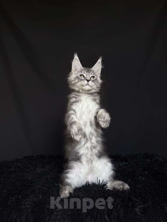 Кошки в Москве: Мейн-кун мальчик Мальчик, 40 000 руб. - фото 4