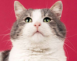 Кошки в Москве: Шикарный сладкий котик Баунти в добрые руки Мальчик, Бесплатно - фото 10
