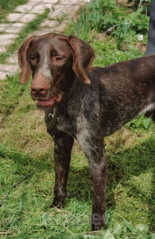 Собаки в Москве: Брошенный курцхаар ищет дом 🏡  Мальчик, Бесплатно - фото 2