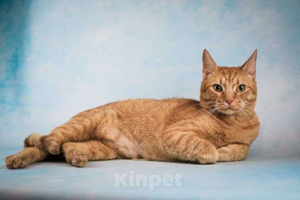 Кошки в Москве: Рыжий котик Симба в добрые руки Мальчик, Бесплатно - фото 4