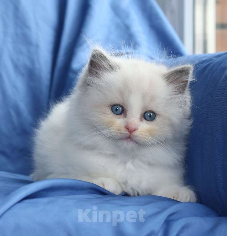 Кошки в Санкт-Петербурге: РЭГДОЛЛ ДЕВОЧКА Девочка, 80 000 руб. - фото 5