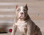 Собаки в Королеве: Американский булли Девочка, 150 000 руб. - фото 6