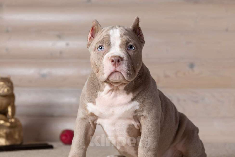 Собаки в Королеве: Американский булли Девочка, 150 000 руб. - фото 6