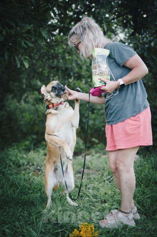 Собаки в других городах Московской области: Девочка Банди ищет дом Девочка, Бесплатно - фото 8
