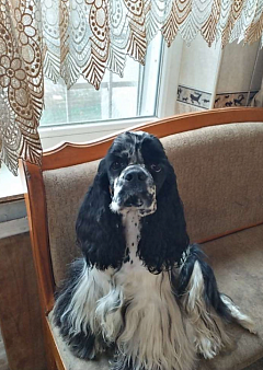 Пропала собака