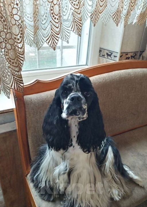 Собаки в Краснодаре: Пропала собака Девочка, 5 000 руб. - фото 1