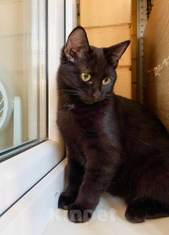 Кошки в Москве: Котёнок Шанель в добрые руки Девочка, Бесплатно - фото 7