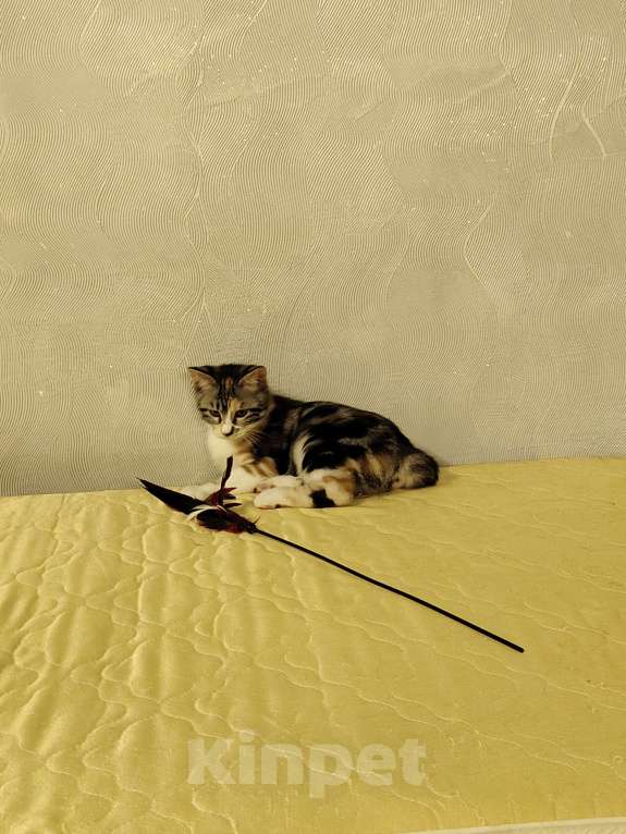 Кошки в других городах Краснодарского края: Очаровательная короткошёрстная кошечка курильский бобтейл  Девочка, 10 000 руб. - фото 4