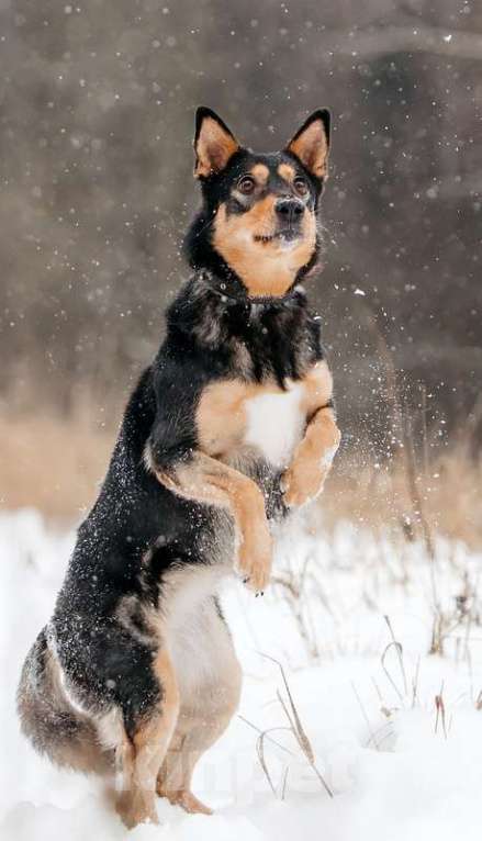 Собаки в Москве: Нежная и ласковая Дора с человеческим взглядом ищет дом Девочка, 1 руб. - фото 4