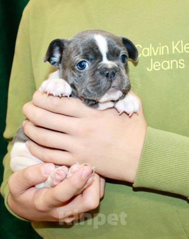 Собаки в Москве: Французская элита Девочка, 100 000 руб. - фото 1