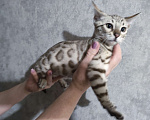 Кошки в Копейске: Продам бенгальских котят Девочка, 25 000 руб. - фото 3