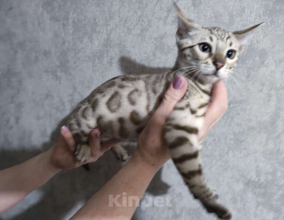 Кошки в Копейске: Продам бенгальских котят Девочка, 25 000 руб. - фото 3