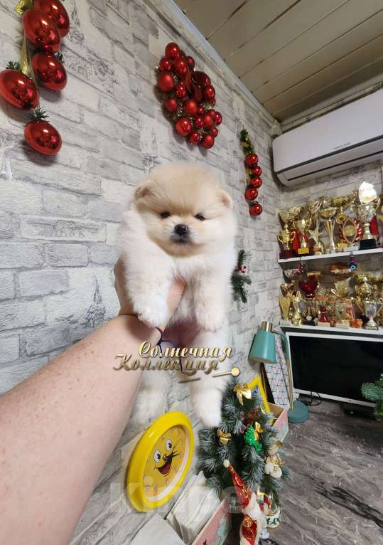 Собаки в Москве: Шпиц померанский девочка в медвежьем типе РКФ Девочка, Бесплатно - фото 1