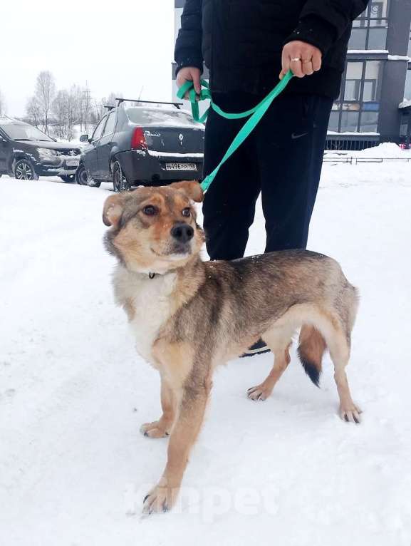 Собаки в Санкт-Петербурге: Небольшая домашняя собачка ищет дом Девочка, Бесплатно - фото 10