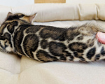 Кошки в Москве: Бенгальские котята питомник Leopardetta Мальчик, Бесплатно - фото 10