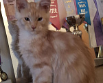 Кошки в Москве: Прекрассный подарок Мальчик, 20 000 руб. - фото 1