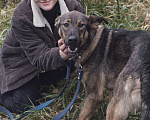 Собаки в Балашихе: Молодой добрый пёс 1,10 г. из приюта Мальчик, Бесплатно - фото 10