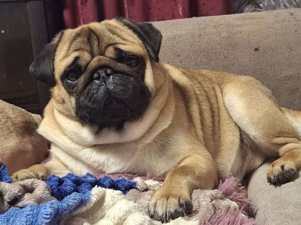 Собаки в Балаково: Вязка Мальчик, 5 000 руб. - фото 3