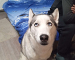 Собаки в Челябинске: Отдам Хаски Девочка, Бесплатно - фото 1