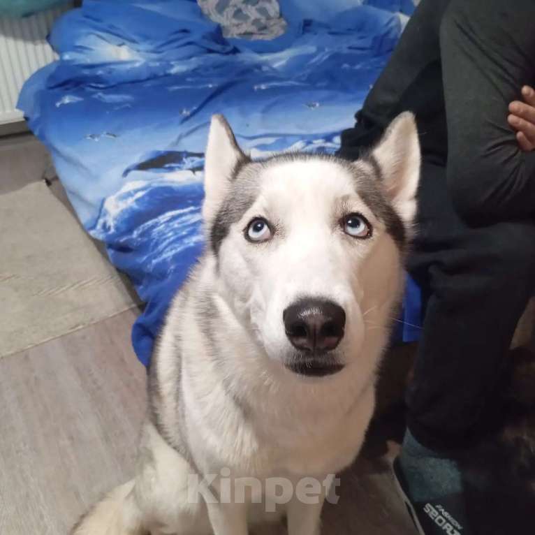 Собаки в Челябинске: Отдам Хаски Девочка, Бесплатно - фото 1