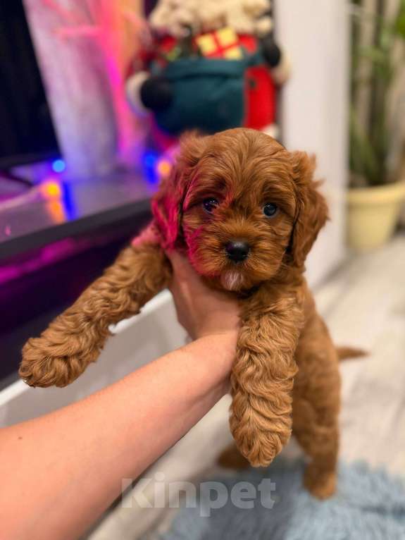 Собаки в Москве: Кавапу мальчик  Мальчик, Бесплатно - фото 5