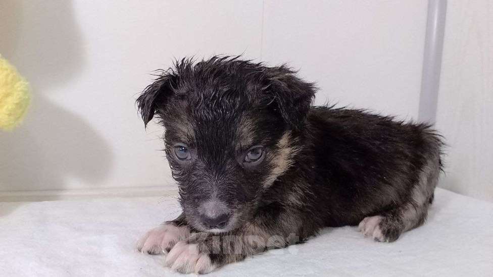 Собаки в Москве: Фукси Девочка, Бесплатно - фото 3