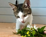 Кошки в Москве: Котёнок в добрые руки Девочка, Бесплатно - фото 6