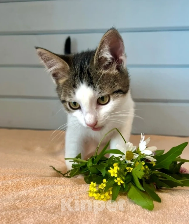 Кошки в Москве: Котёнок в добрые руки Девочка, Бесплатно - фото 6