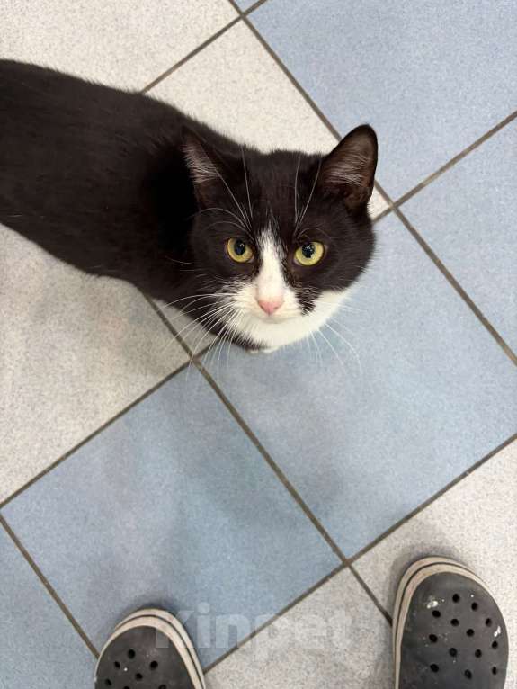 Кошки в Мурином: Кузьма — молодой джентльмен с большим любящим сердцем. Ищет семью ❤️ Мальчик, Бесплатно - фото 4